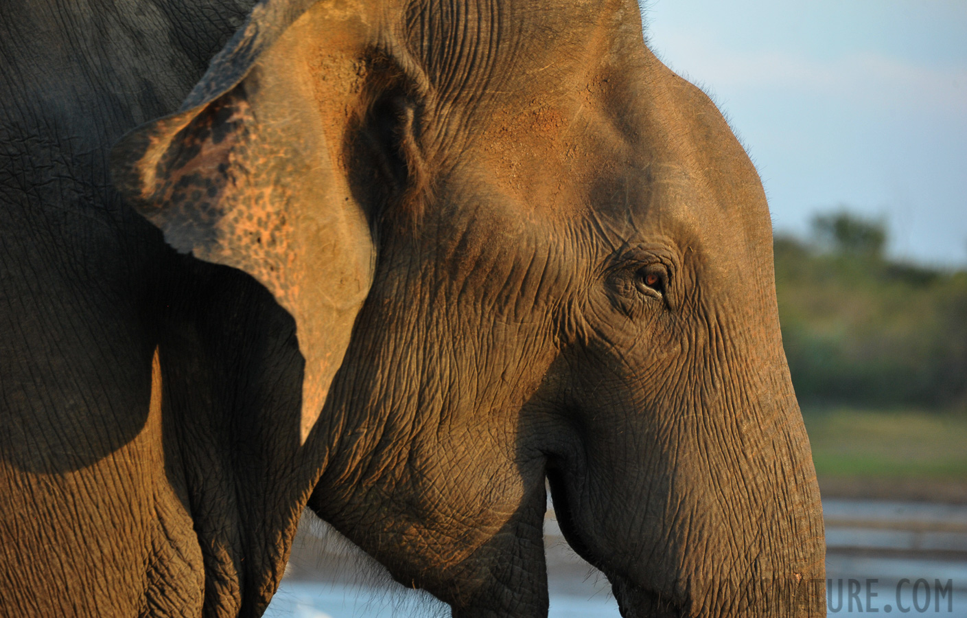 Elephas maximus maximus [300 mm, 1/400 sec at f / 7.1, ISO 1600]